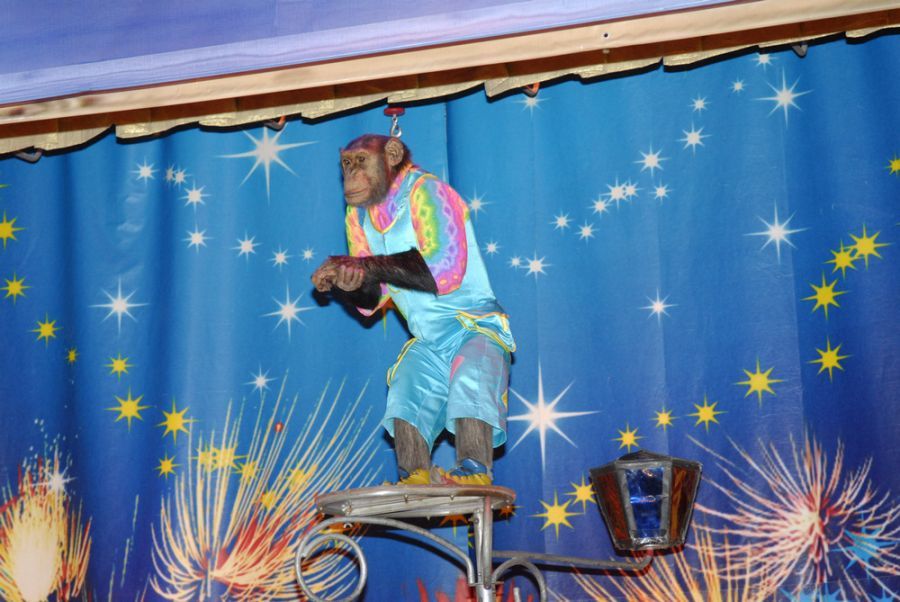 Билеты на Забавлюю - поучать в Уголке дедушки Дурова(Малая сцена)