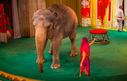 Билеты на Необыкновенное путешествие в Уголке дедушки Дурова