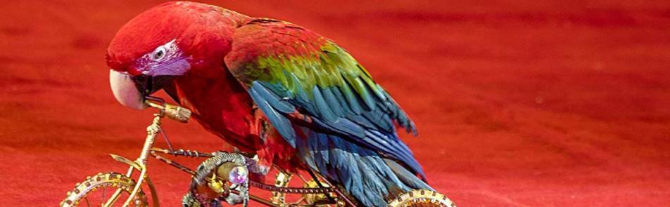 Билеты на Новогоднее шоу птиц в Театре Иллюзии